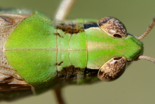 Puissant's Green-winged Grasshopper