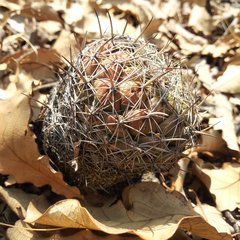 Coryphantha pallida