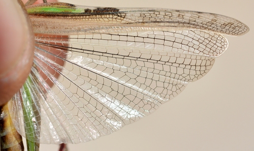 Puissant's Green-winged Grasshopper