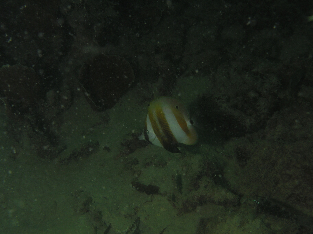 Golden-girdled Coralfish