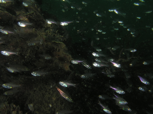 Fragile cardinalfish (Zoramia fragilis) — Apogonidae — 5