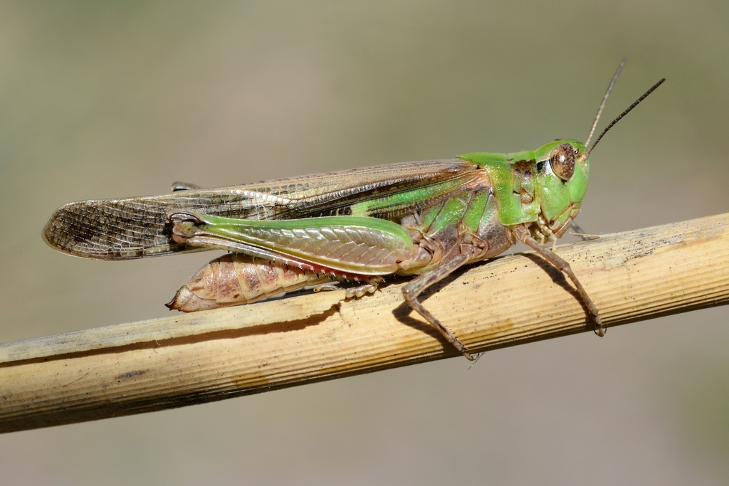 Puissant's Green-winged Grasshopper