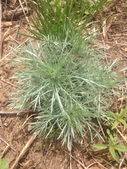 Artemisia campestris caudata