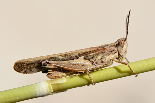 Puissant's Green-winged Grasshopper