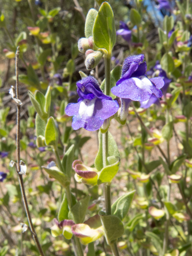 Mexican skullcap (Scutellaria potosina ssp. platyphylla)