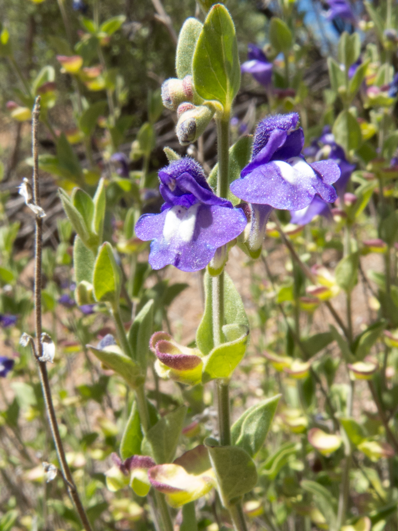 Scutellaria potosina