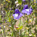 Casquete Potosino - Photo (c) Steve Jones, algunos derechos reservados (CC BY-NC), subido por Steve Jones