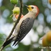 Yucatán Woodpecker - Photo (c) angel_castillo_birdingtours, some rights reserved (CC BY-NC), uploaded by angel_castillo_birdingtours
