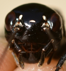 Melanogryllus desertus