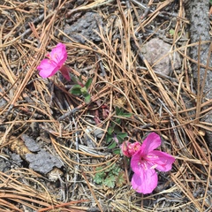 Oenothera deserticola