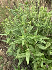 Diplacus longiflorus