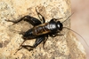 Desert Cricket - Photo (c) Gilles San Martin, some rights reserved (CC BY-SA), uploaded by Gilles San Martin