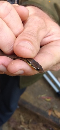 Tearful Pine-Oak Snake