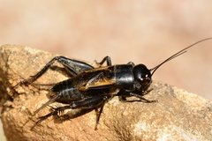 Melanogryllus desertus