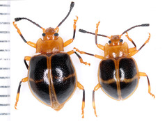 Corynomalus vestitus