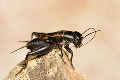 Melanogryllus desertus