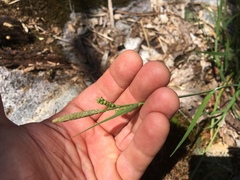Carex biltmoreana