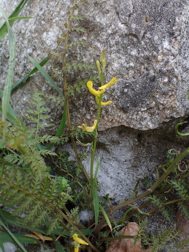 Image of Corydalis cheilanthifolia by (c) carnifex, some rights reserved (CC BY)