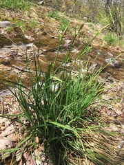Carex biltmoreana