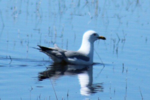 Ring-billed Gull photographed in Oregon