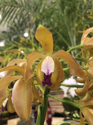 Porphyroglossa Cattleya
