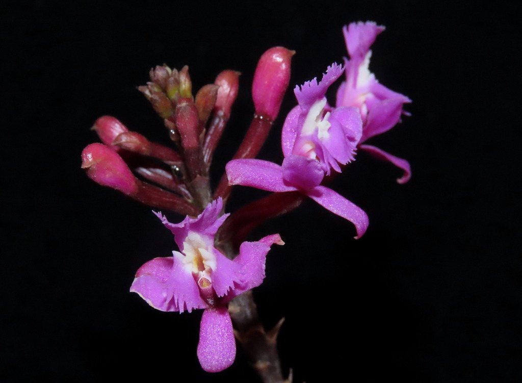 Epidendrum macrocyphum Kraenzl. 3