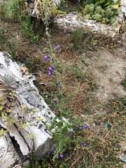 Sairocarpus nuttallianus