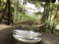 Pseudoxiphophorus bimaculatus