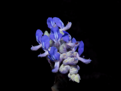 Maranon Valley Sage (Salvia celendina)