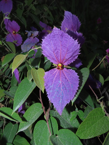Dalechampia aristolochiifolia, photograph 3