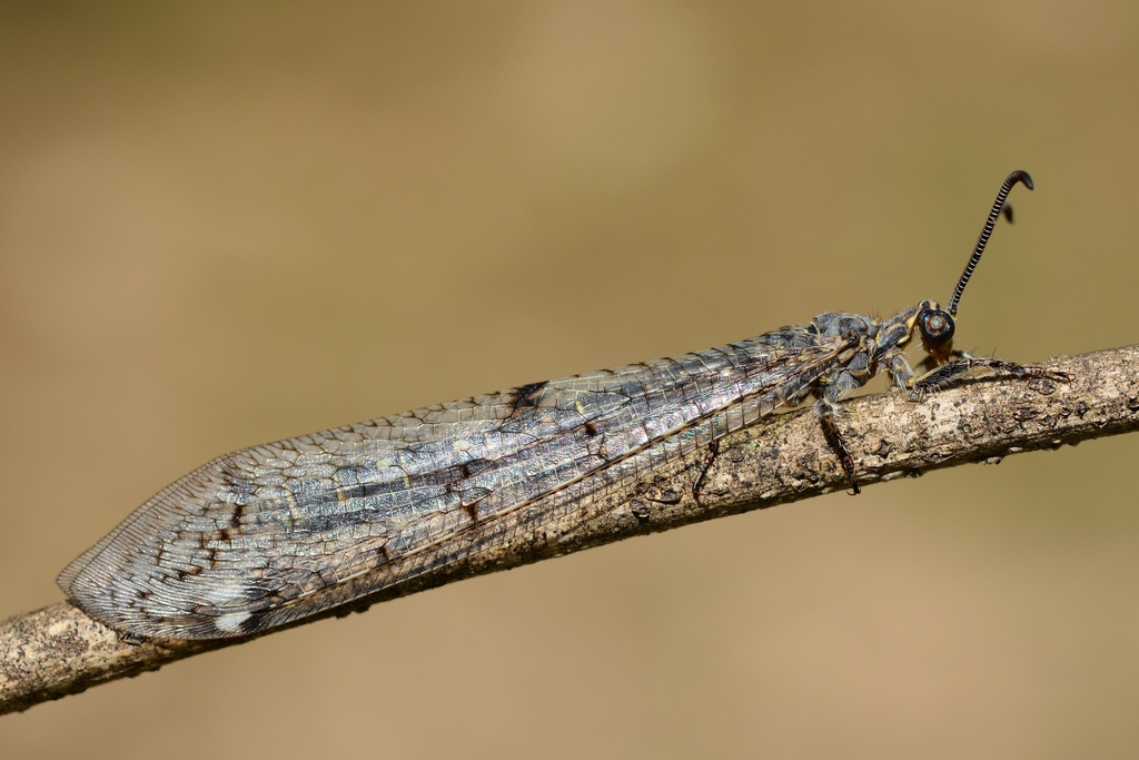 Distoleon tetragrammicus