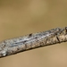Four-spotted Antlion - Photo (c) Gilles San Martin, some rights reserved (CC BY-SA), uploaded by Gilles San Martin