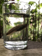 Pseudoxiphophorus bimaculatus