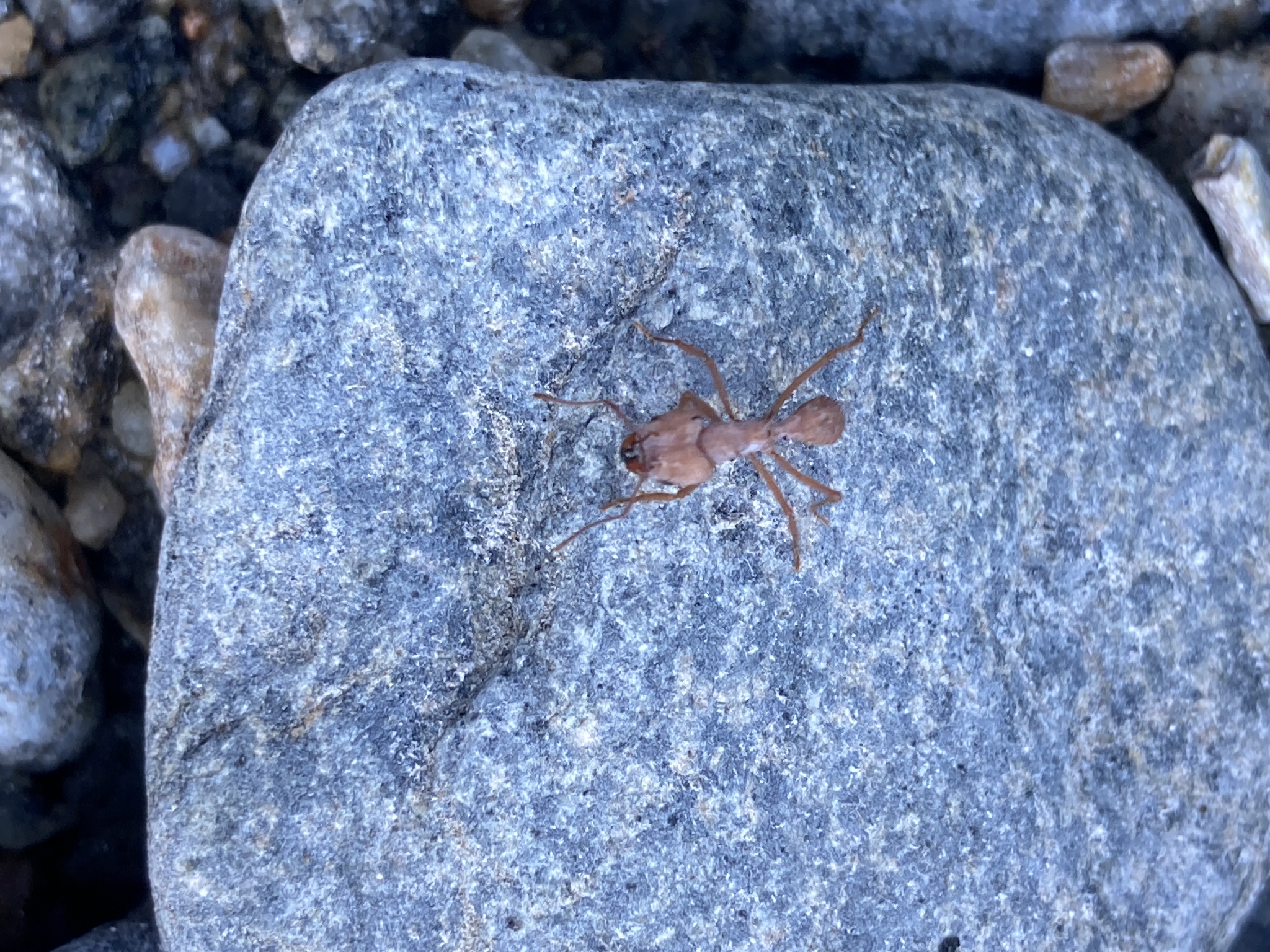 Acromyrmex fracticornis