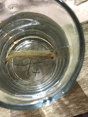 Pseudoxiphophorus bimaculatus