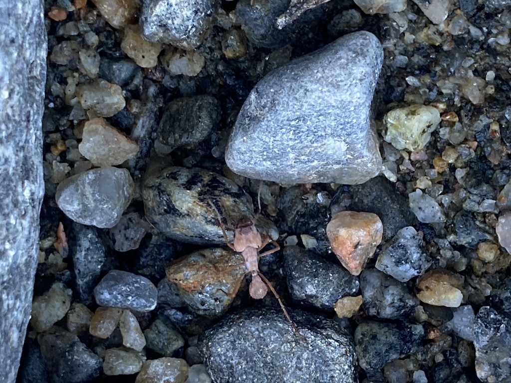 Acromyrmex fracticornis