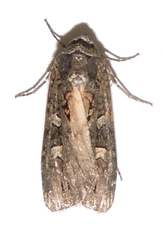 Actebia fennica