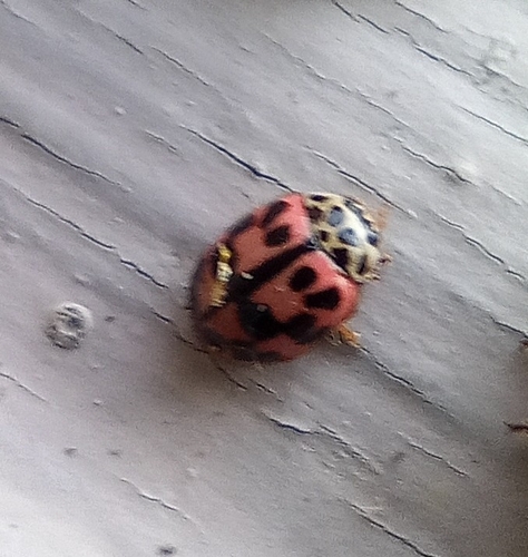 Oenopia conglobata