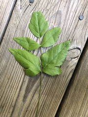 Ligusticum canadense