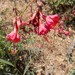 Mirabilis coccinea