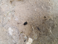 Coleoptera