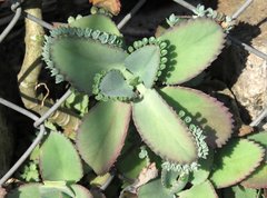 Kalanchoe laetivirens