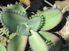 Kalanchoe laetivirens