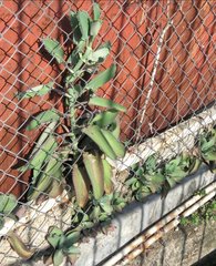Kalanchoe laetivirens