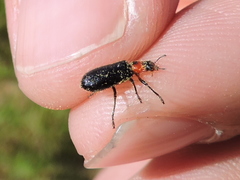 Placopterus thoracicus