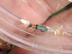 Placopterus thoracicus