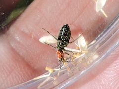 Placopterus thoracicus