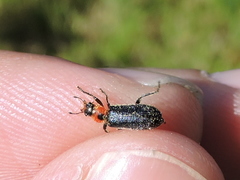 Placopterus thoracicus