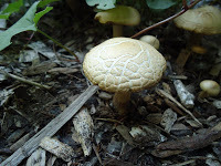 Agaricus moelleri