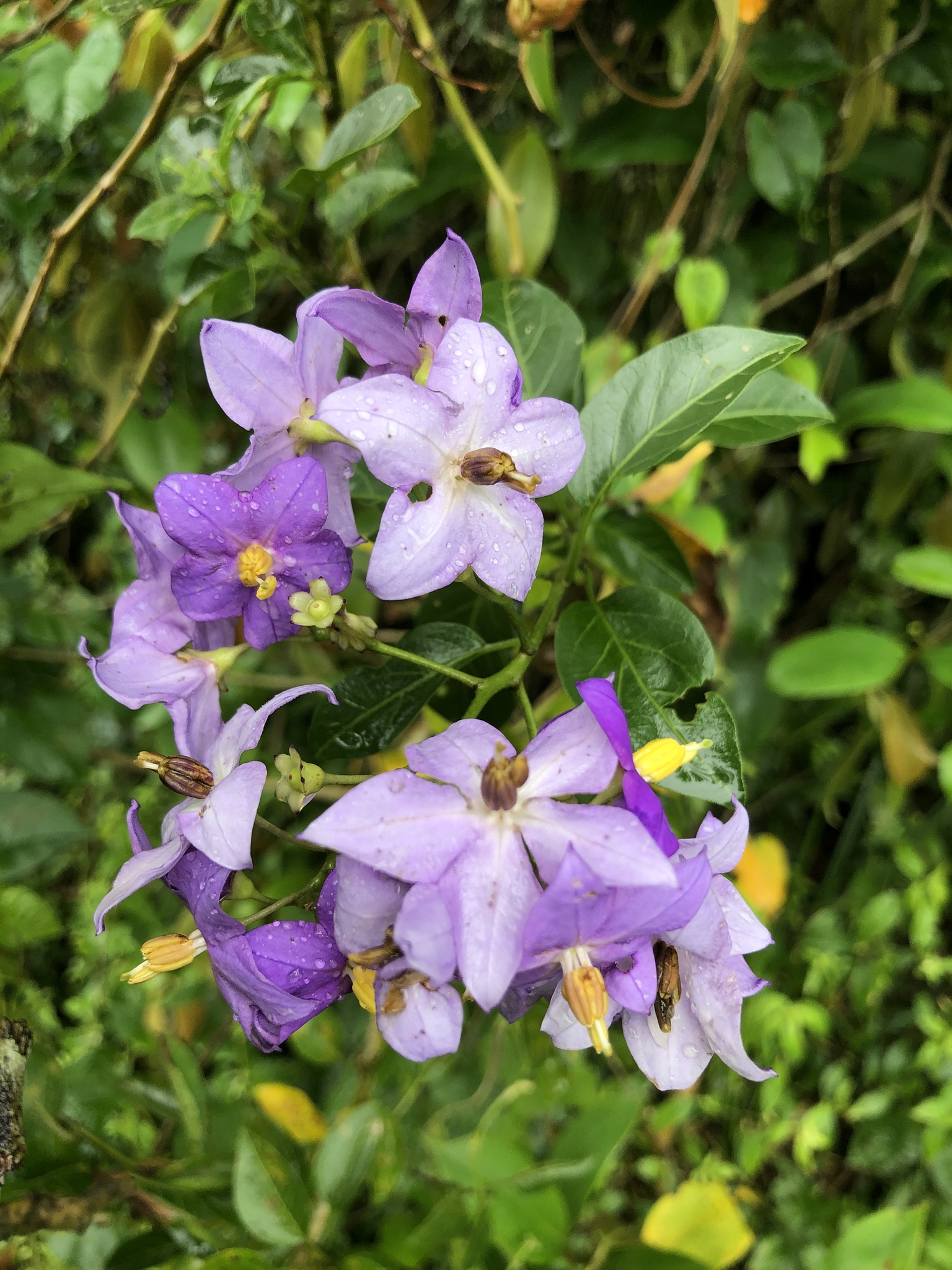 Solanum flaccidum